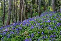 bluebell wood